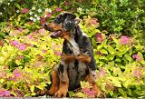 BEAUCERON - PUPPIES 262